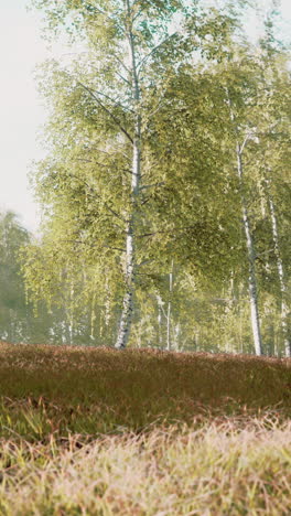 a beautiful view of a birch forest with green trees, sunlight and grass