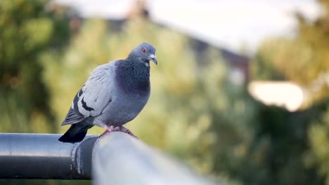 pigeon on a sidewalk fence