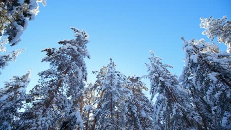 snowy pine forest under a blue sky