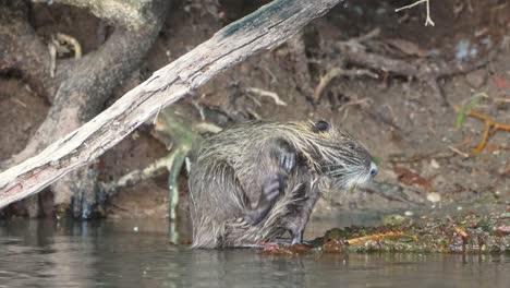 nutria salvaje, myocastor coypus con pelaje mojado, limpiando y rascando con sus patas traseras, sumergiéndose lentamente en el agua, yendo a nadar con un compañero que se une justo detrás de él en el lago pantanoso