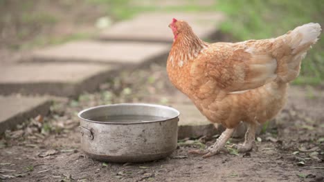 Agua-Potable-De-Pollo-De-Corral