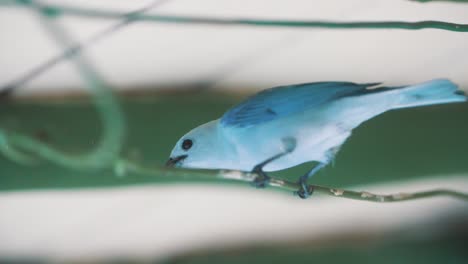 close-up shot of a cute blue tanager bird in slow-motion in colombia, south america