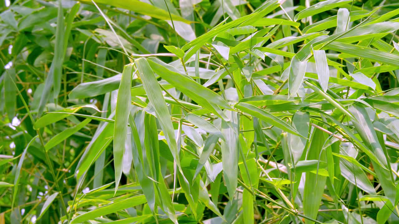 rama de árbol de bambú ondulante verde tropical que sopla en el viento concepto de fondo de relajación natural con luz solar, abstracto y bokeh