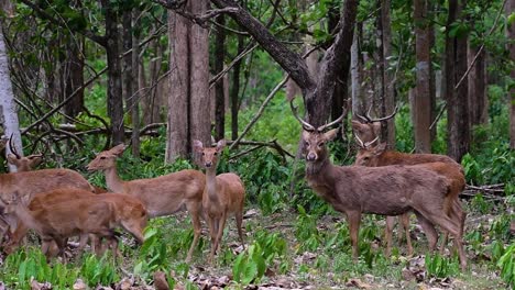 the eld's deer is an endangered species due to habitat loss and hunting