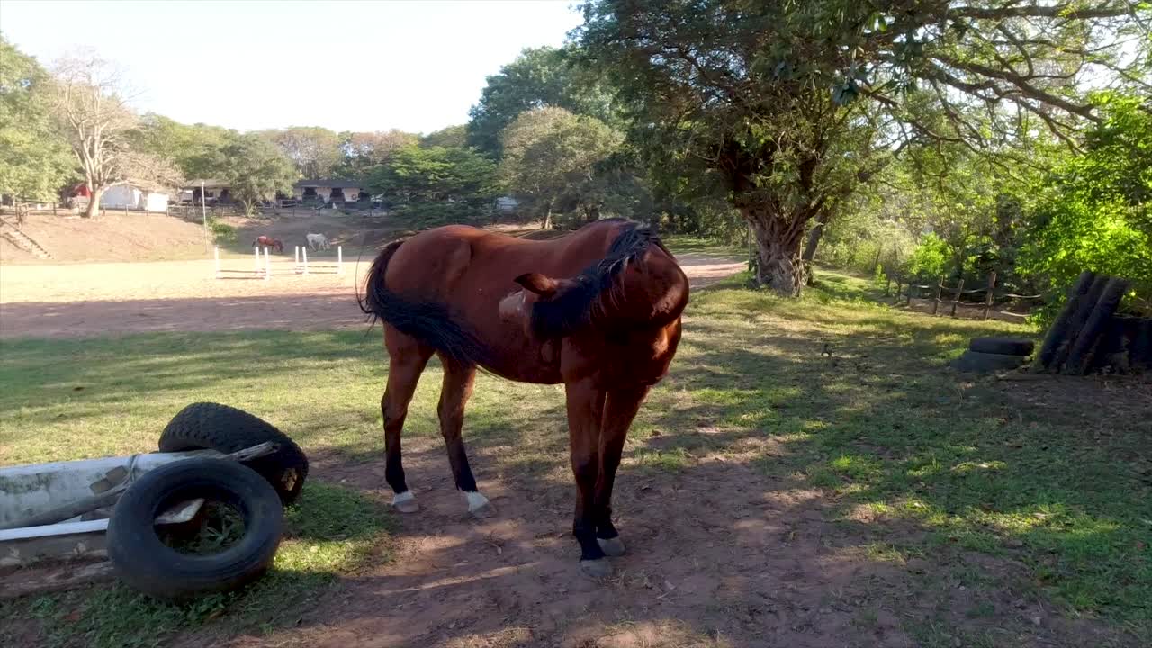 los caballos se pueden ver vagando, jugando y pastando en un amplio corral rodeado de exuberante vegetación en sus establos en yellow wood park durban
