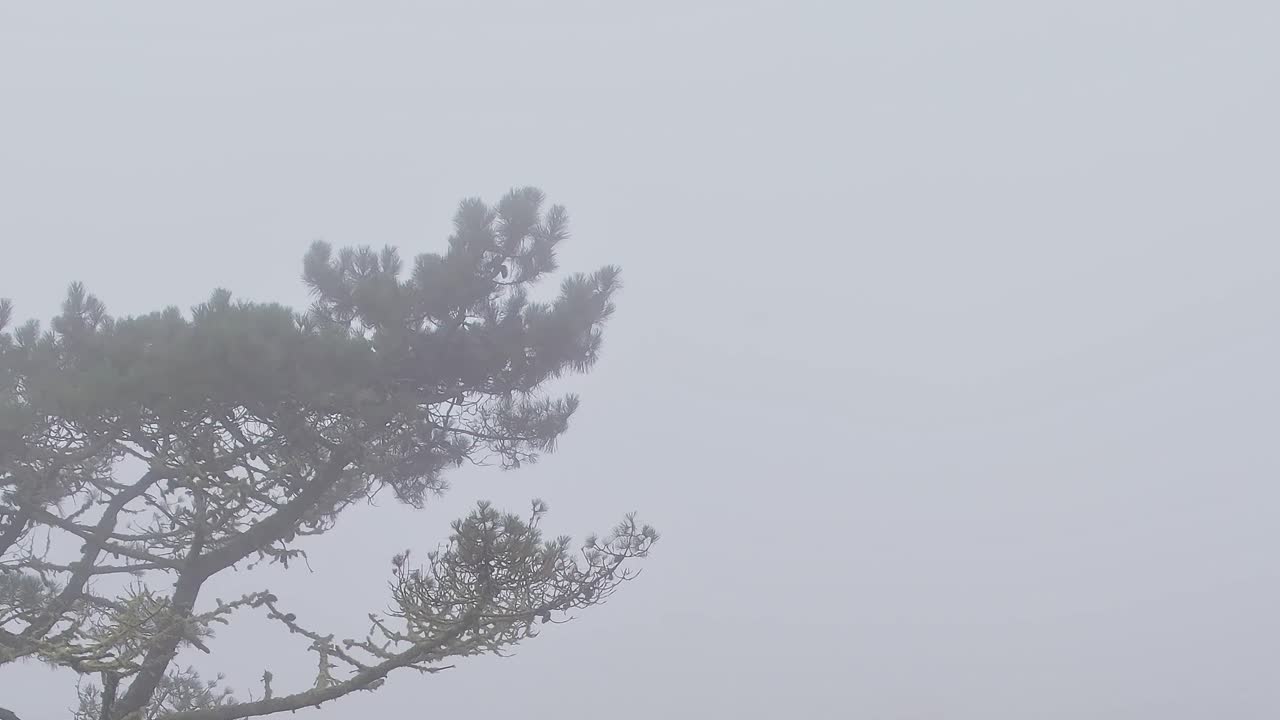 Foggy drone view of lush Madeira, Portugal landscape
