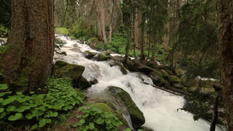 Mountain-River-in-the-wood.-Beautiful-wildlife-landscape.