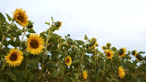 Una-Fila-Con-Girasoles-En-El-Lapso-De-Tiempo-De-Fondo-De-Cielo-Nublado