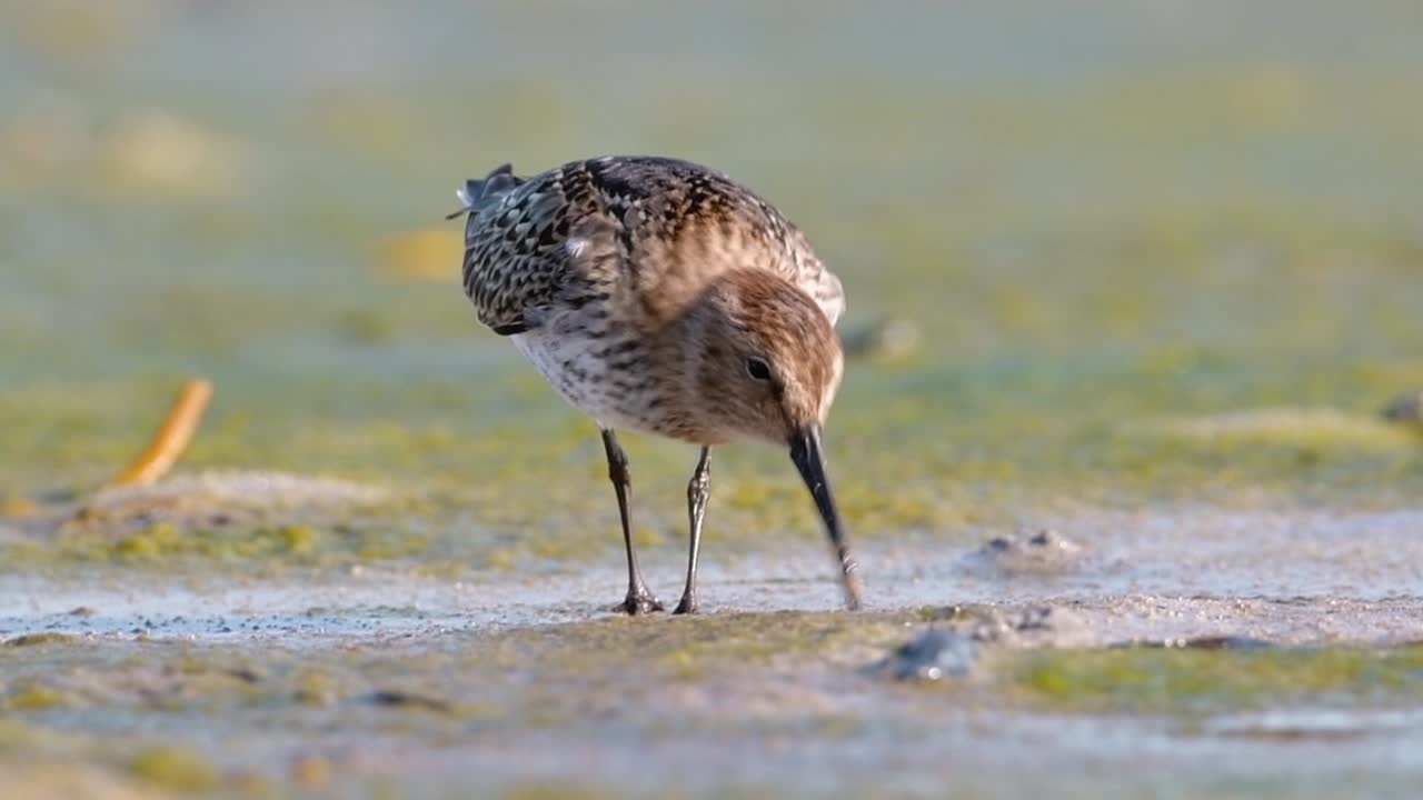 Close-up of a Dunlin Bird Searching for Food