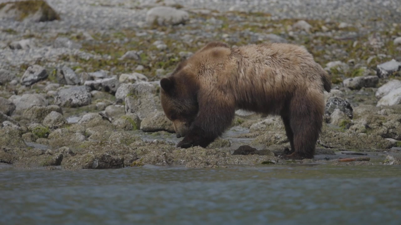 Un orso grizzly selvatico marrone esplora una costa rocciosa in cerca di cibo. Comportamento autentico della fauna selvatica in un habitat naturale cinematografico, adatto per documentari sulla sostenibilità e sulla natura