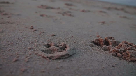 dog paw prints in sand on beach, slow motion