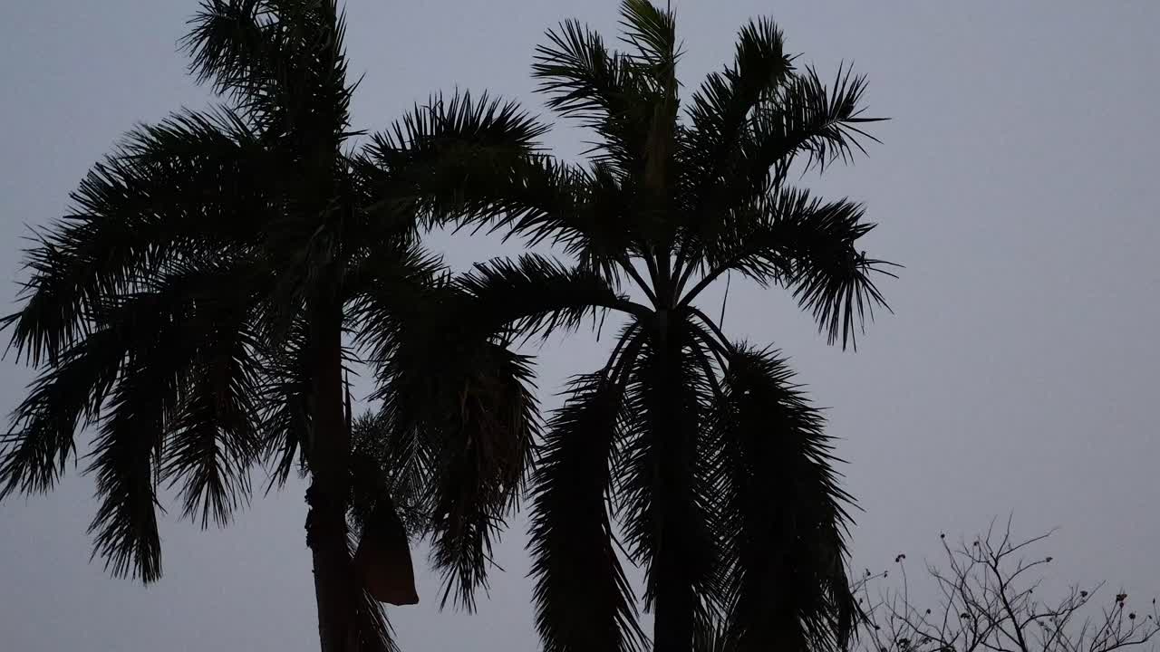 palmeras con siluetas contra un cielo oscuro de la noche