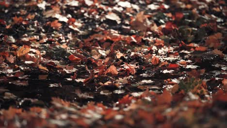 a small shallow stream trickles on the forest floor