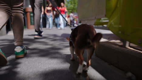 low angle view of a small brown chihuahua walking alongside owner on busy urban sidewalk during sunny daytime in pedestrian street crowded with people