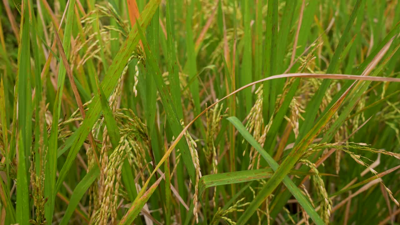 Piante di riso mature che crescono nella risaia con spighe dorate, steli di riso