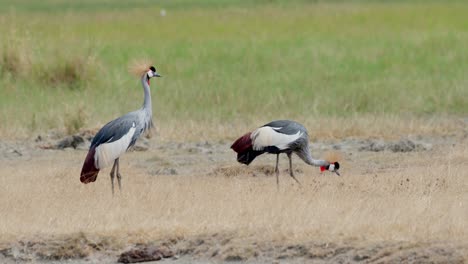 pair of crowned cranes foraging for food in the ngorongoro crater, tanzania