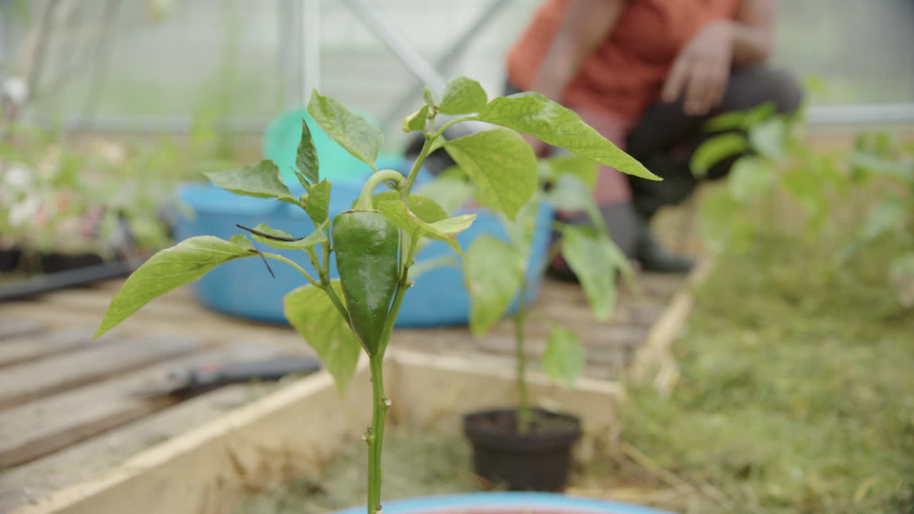 SLIDER REVERSE shot of a pepper growing in a greenhouse, gardener behind