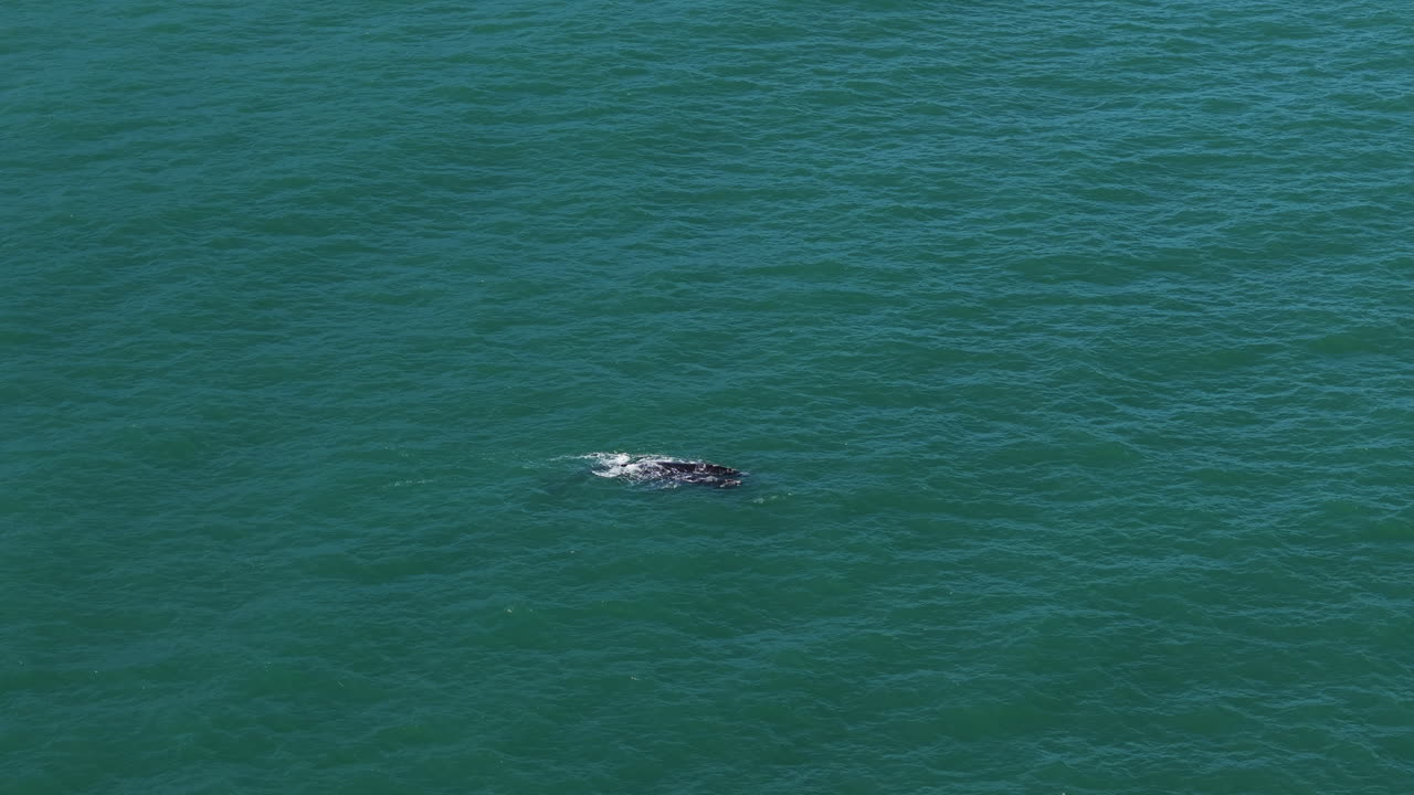 South Africa - A Dark Marine Creature Surfaces Gently in the Calm, Teal-blue Ocean Waters - Static Shot