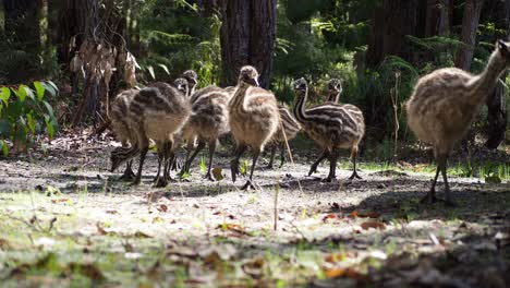 emu pollitos forrajeando, un primerísimo plano