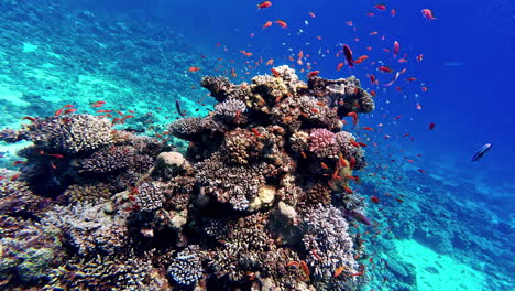 Underwater-shots-of-a-coral-rock-and-fish-in-the-clear-blue-waters-at-Dahab-in-Egypt