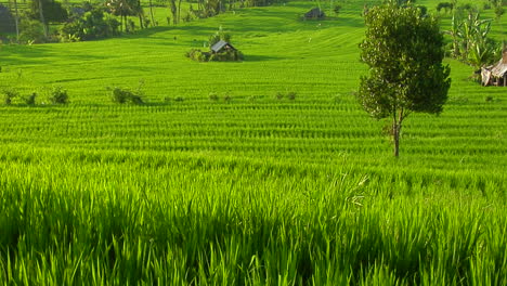 Una-Brisa-Sopla-Sobre-Una-Exuberante-Colina-Verde-En-Terrazas-En-Una-Granja-De-Arroz-1