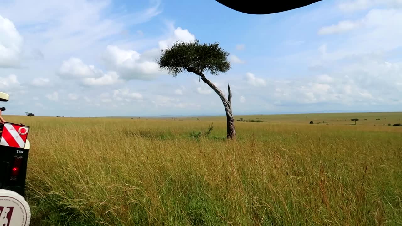 turista tomando fotos de un leopardo en una acacia desde un jeep offroad