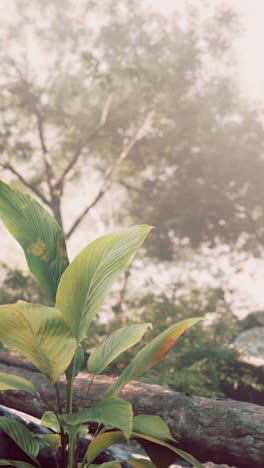 lush green plant in a tropical forest