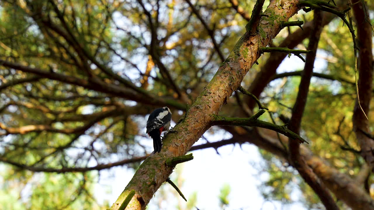pájaro carpintero picoteando el tronco del árbol en el bosque - ángulo bajo