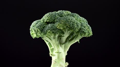 fresh raw broccoli rotating over black background