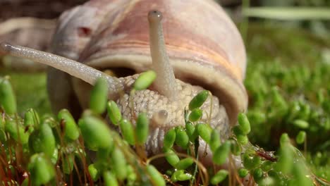 Helix-pomatia-also-Roman-snail,-Burgundy-snail