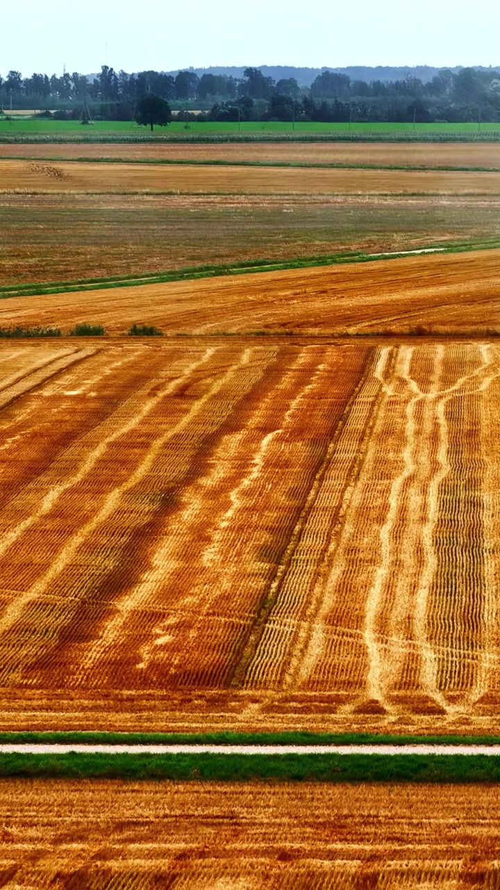 Aerial view of a vast, golden wheat field after harvest, showing patterns left by machinery