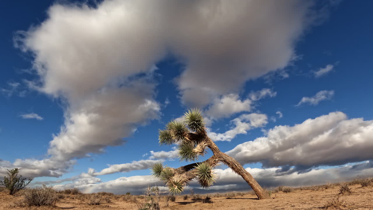 Mojave Desert cloudscape time lapse with a Joshua tree in the foreground on a hot day