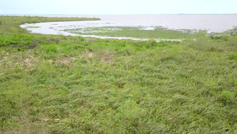 wetlands of northeast argentina shooted with drone