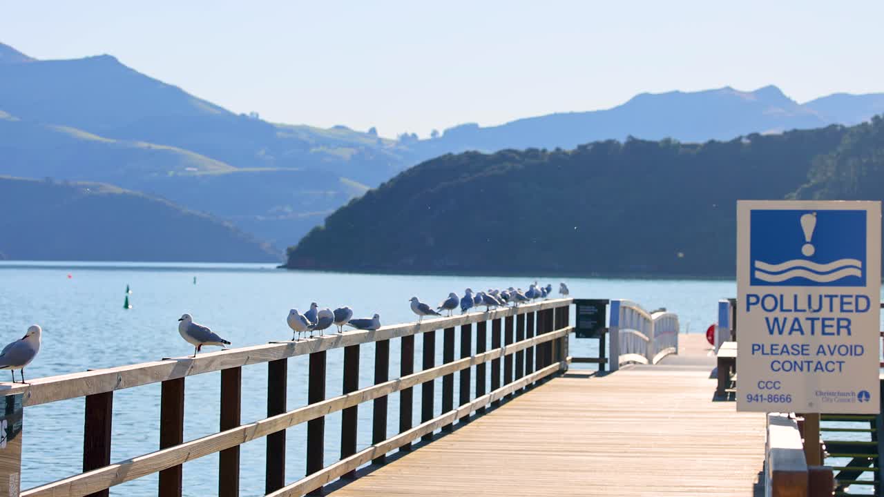 Seagulls perched on a wooden pier in Akaroa Harbour under clear skies, with a pollution warning sign visible