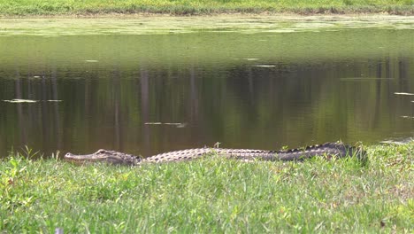 long body of alligator warms itself in sunshine near florida pond