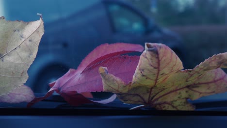 Un-Primer-Plano-De-Hojas-De-Otoño-Sobre-El-Parabrisas-De-Un-Automóvil-En-Movimiento