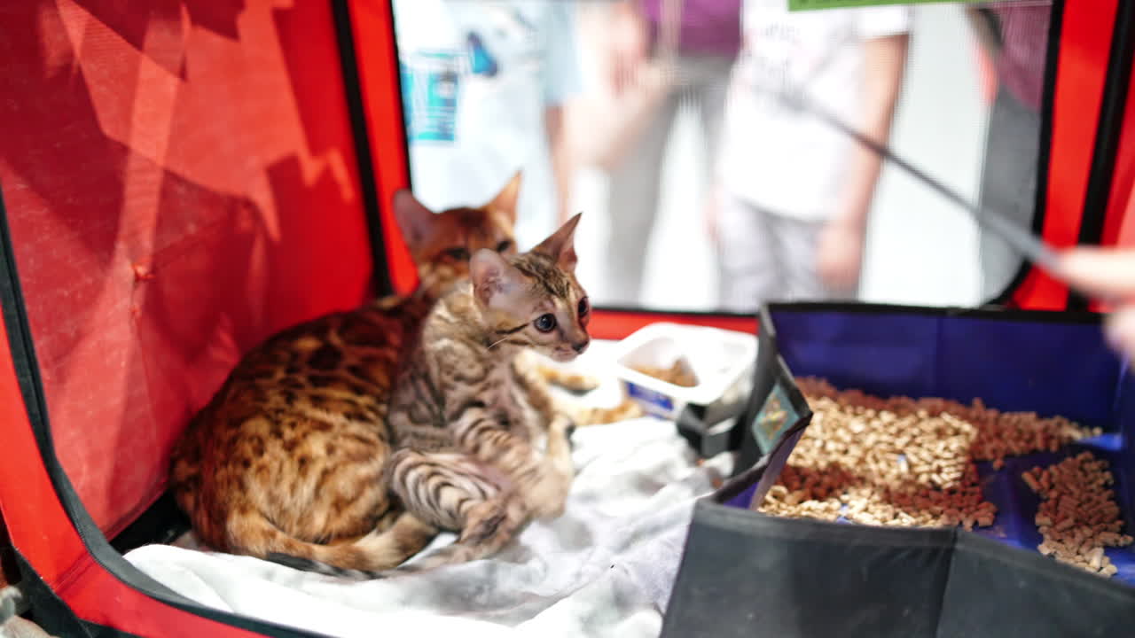 A Bengal kitten at a cat show plays with a toy from inside his cage.