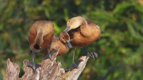 lesser whistling duck chicks in tree mp4.