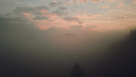 thick cloud of mist covering the pine forest at sunrise -aerial