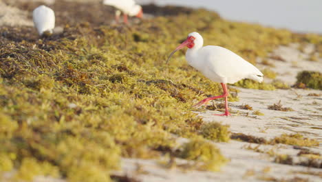 white ibis walking along beach shore with seaweed