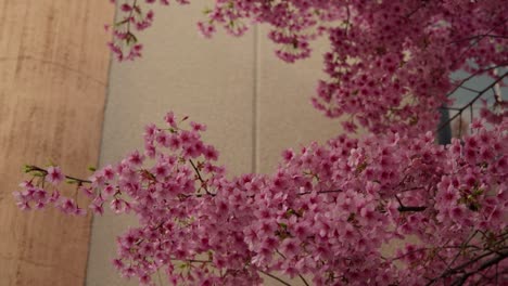 las primeras flores de cerezo se mecen con el viento en primavera