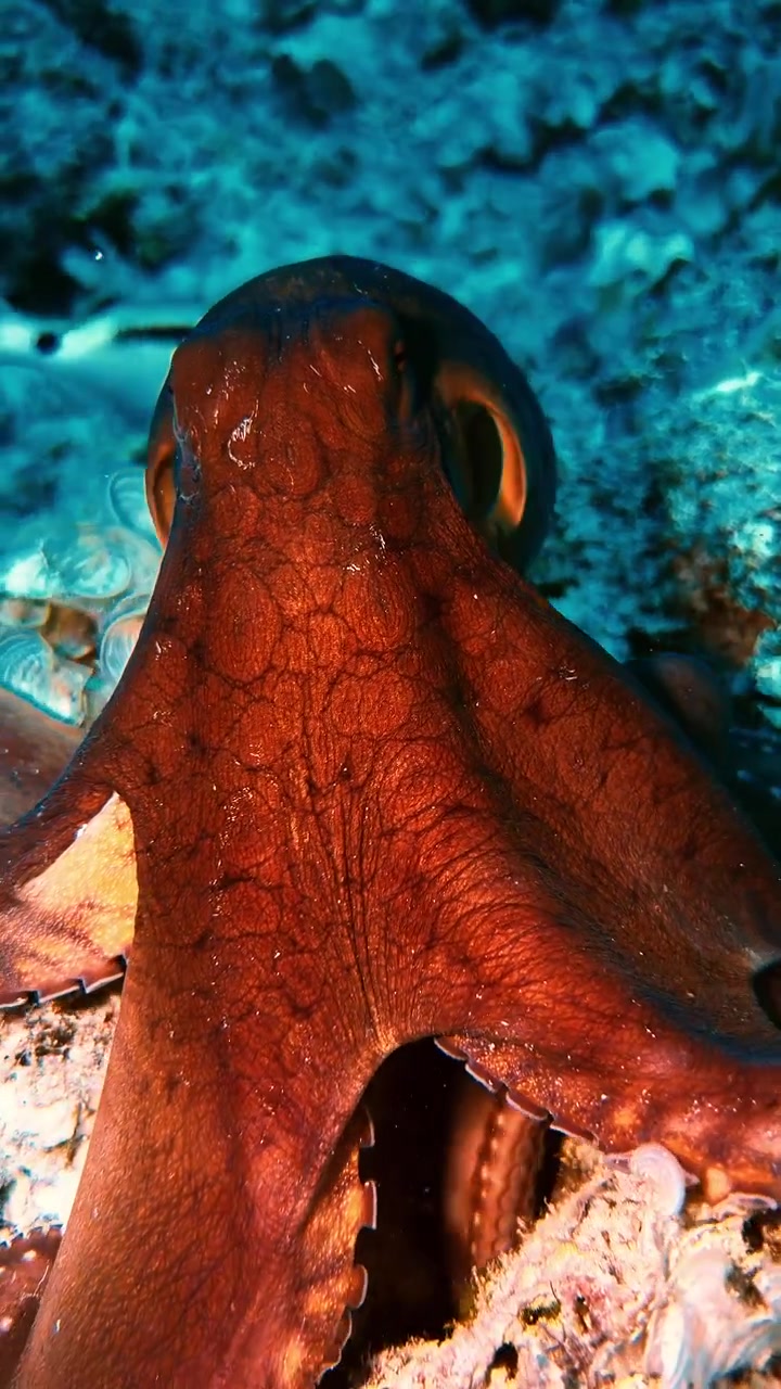 Primo piano di un polpo comune che estende un braccio attraverso la barriera corallina nelle acque di Mauritius, evidenziando dettagli di texture, movimento e fauna marina. Video verticale