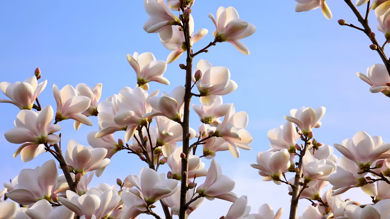 Magnoliablomster mod klar blå himmel, fine hvide kronblade på brune grene badet i varmt morgenlys.
