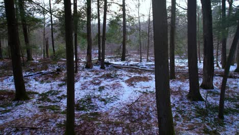 Secuencias-De-Video-Fluidas-Deslizándose-A-Través-De-Un-Hermoso-Bosque-De-Pinos-Nevados-En-Invierno