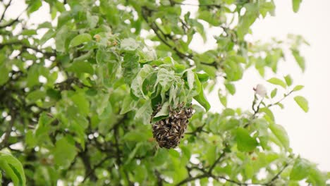 Ein-Schwarm-Honigbienen-Umgibt-Ihren-Bienenstock-Hoch-Oben-In-Einem-Baum