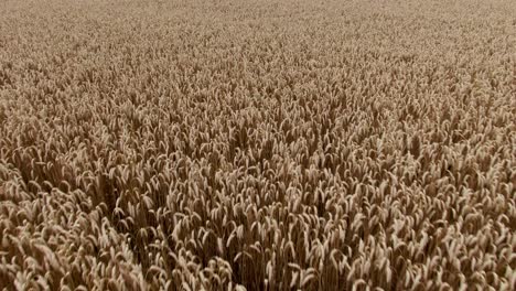 Aerial-close-up-of-wheat-tilt-up-towards-horizon-and-sky-in-rural-area