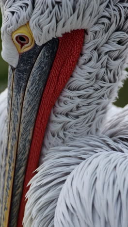 close-up of a pelican's head and neck