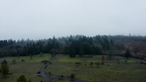 fir trees stand tall in ethereal mist, creating a serene skyline immersed in nature's beauty