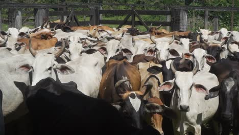 Ganado-En-El-Corral.-Vacas-Blancas-Abarrotadas