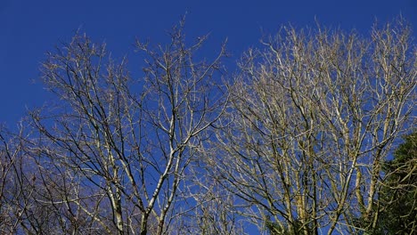 las cimas de los árboles desnudos contra un cielo azul